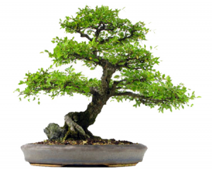 small-bonsai
